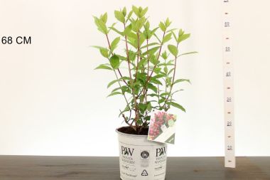 Cserjés hortenzia  HYDRANGEA ARBORESCENS RUBY ANNABELLE 25/30 K5