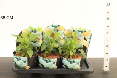 Cserjés hortenzia  HYDRANGEA ARBORESCENS ANNABELLE CS17