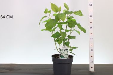 Cserjés hortenzia  HYDRANGEA ARBORESCENS BOUNTY 30/40 K3