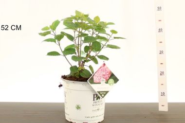 Cserjés hortenzia  HYDRANGEA ARBORESCENS PINK ANNABELLE K5