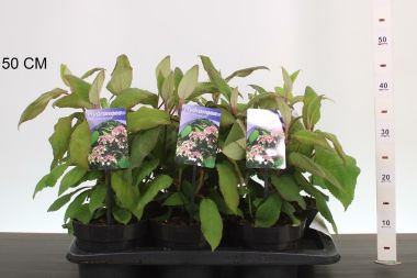 Kerti hortenzia    HYDRANGEA ASPERA MACROPHYLLA 25/30 K2