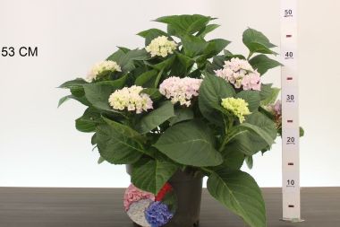 Kerti hortenzia    HYDRANGEA MACROPHYLLA ANKONG K4