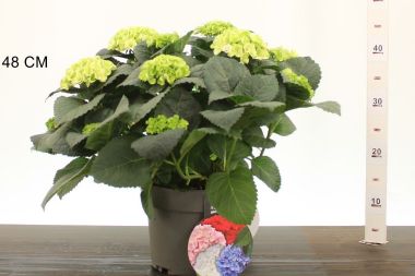 Kerti hortenzia    HYDRANGEA MACROPHYLLA CAIPIRANNA K4