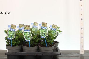 Kékeslevelű magyal    ILEX MESERVEAE LITTLE RASCAL 20/25 CS17