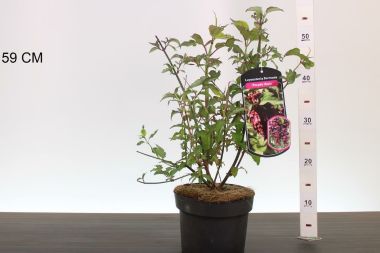 Himalájai dudváslonc LEYCESTERIA FORMOSA PURPLE RAIN 40/50 K3