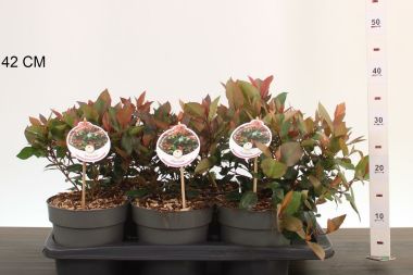 Örökzöld korallberkenye  PHOTINIA FRASERI LITTLE RED ROBIN 25/30 CS17