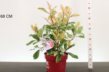 Örökzöld korallberkenye  PHOTINIA FRASERI PINK CRISPY 40/60 K5