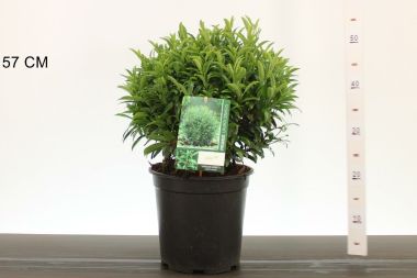 Közönséges babérmeggy PRUNUS LAUROCERASUS FILIGROW SOFIA 25CM GÖMB K6,5