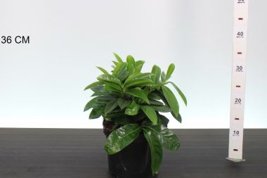 Közönséges babérmeggy   PRUNUS LAUROCERASUS MOUNT VERNON 25CM K3