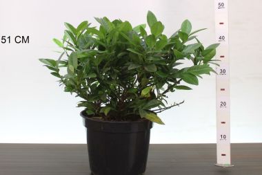 Piri babérmeggy    PRUNUS LAUROCERASUS PIRI 30/40 K5