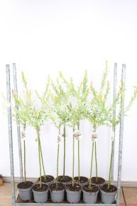 Tarkalevelű japán fűz  SALIX INTEGRA HAKURO-NISHIKI T80 K5
