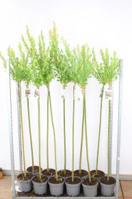 Tarkalevelű japán fűz  SALIX INTEGRA HAKURO-NISHIKI T120 K5