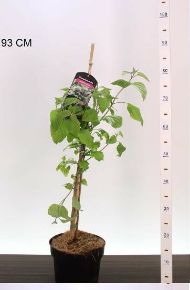 Végzetfa  CLERODENDRON TRICHOTOMUM 60/80 K4