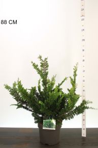 Hinoki hamisciprus    CHAMAECYPARIS OBTUSA TEDDY BEAR 50/60 K7,5