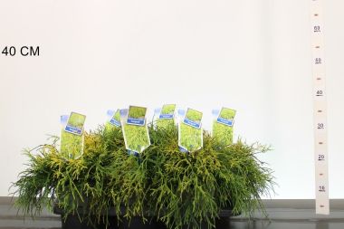 Aranyszínű szavára hamisciprus  CHAMAECYPARIS PISIFERA SUNGOLD 20/25 CS17