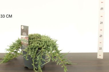 Kék kúszóboróka  JUNIPERUS HORIZONTALIS ICEE BLUE 20/25 K3