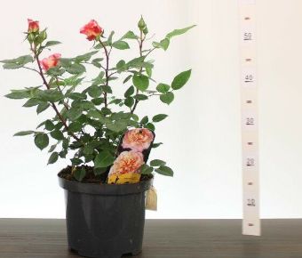 Rózsa  ROSA AUGUSTA LOUISE 50/60 CS23