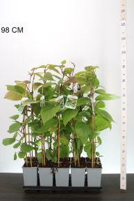 Jenny kivi   ACTINIDIA DELICIOSA JENNY 70CM K2