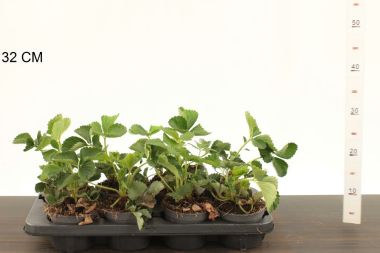 Szamóca  FRAGARIA × ANANASSA ELSANTA CS12