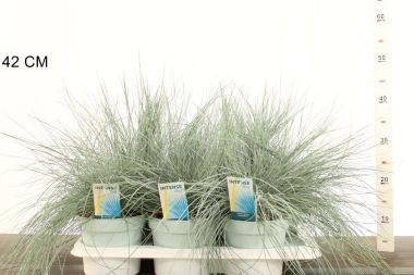 Fényperje   FESTUCA GLAUCA INTENS BLUE 30/+ CS17