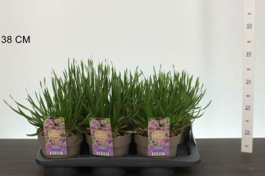 Díszhagyma  ALLIUM MILLENNIUM CS17