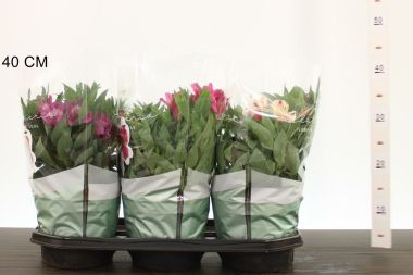 Inkaliliom    ALSTROEMERIA CS19