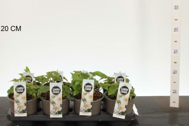 Szellőrózsa   ANEMONE HYBRIDA HONORINE JOBERT 40/45 K2