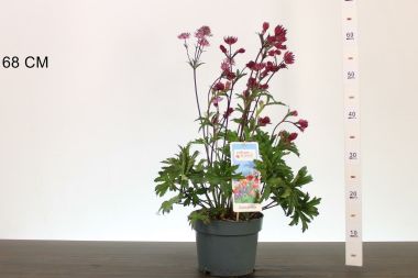 Völgycsillag  ASTRANTIA BURGUNDI MANOR 40/50 CS19