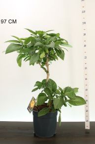 Angyaltrombita  BRUGMANSIA CANDIDA 80/100 CS27