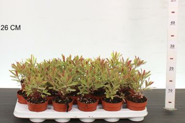 Kutyatej  EUPHORBIA ASCOTT RAINBOW 25CM CS9