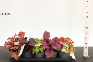 Tűzeső  HEUCHERA FAJTÁK CS12