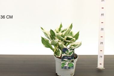 Árnyékliliom   HOSTA PATRIOT CS17