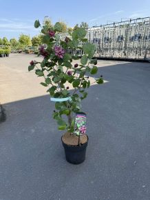 Illatos fűszercserje CALYCANTHUS HARTLAGE WINE 60/80 K6,5