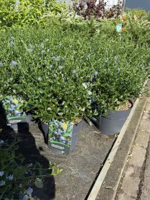 Kék táskavirág  CEANOTHUS IMPRESSUS VIKTORIA 30/40 K10