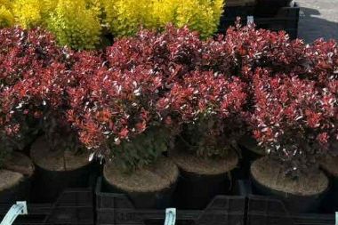 Japán vérborbolya  BERBERIS THUNBERGII BAGATELLE 25/30 K4