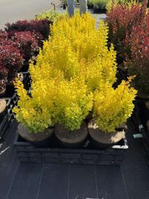 Japán oszlopos borbolya BERBERIS THUNBERGII GOLDEN TORCH 25/30 K4