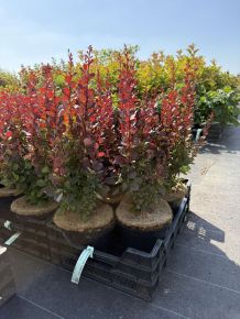Oszlopos vérborbolya  BERBERIS THUNBERGII RED PILLAR 25/30 K4