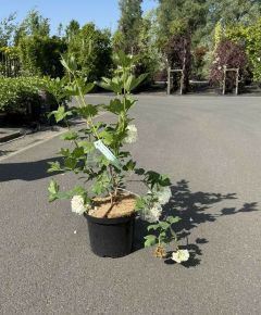 Labdarózsa   VIBURNUM OPULUS ROSEUM 40/50 K5