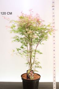 Japán juhar  ACER PALMATUM ORODINI NISHIKI 80/100 K10