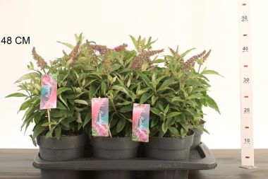 Nyári orgona BUDDLEIA DAVIDII BUTTERFLY CANDY LITTLE PINK 35/45 CS17