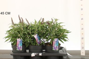 Nyári orgona BUDDLEIA DAVIDII BUTTERFLY CANDY LITTLE PURPLE 35/45 CS17