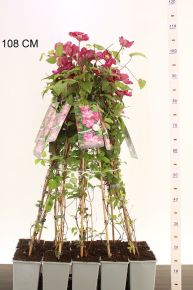 Iszalag     CLEMATIS VILLE DE LYON 80/100 K2