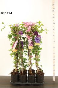Iszalag     CLEMATIS FAJTÁK 90CM K2
