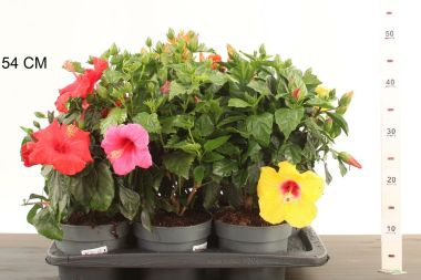 Kínai hibiszkusz   HIBISCUS ROSA SINENSIS 20/25 CS17