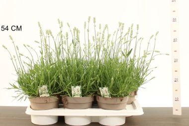 Levendula  LAVANDULA ANGUSTIFOLIA AROMANCE WHITE 40 CM CS17