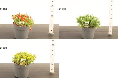 Kristályvirág   DELOSPERMA FAJTÁK 20CM K2