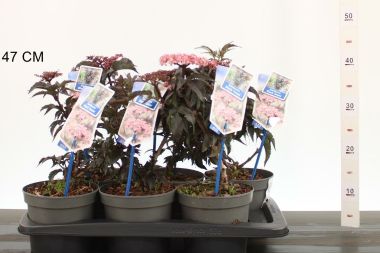 Fekete bodza    SAMBUCUS NIGRA BLACK TOWER 30/40 CS17