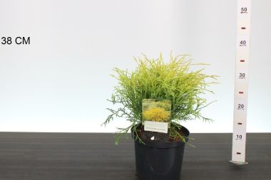 Aranyszínű szavára hamisciprus  CHAMAECYPARIS PISIFERA FILIFERA AUREA 20/25 K2,5