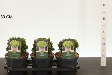 Törpe japán szugifenyő   CRYPTOMERIA JAPONICA GREEN PEARL 15/20 K2,5