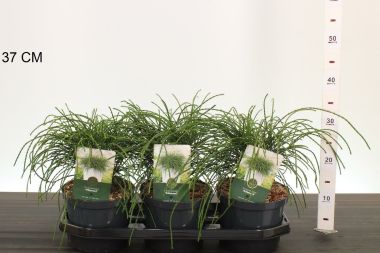Fonalas tuja THUJA PLICATA WHIPCORD 15/20 K2,5